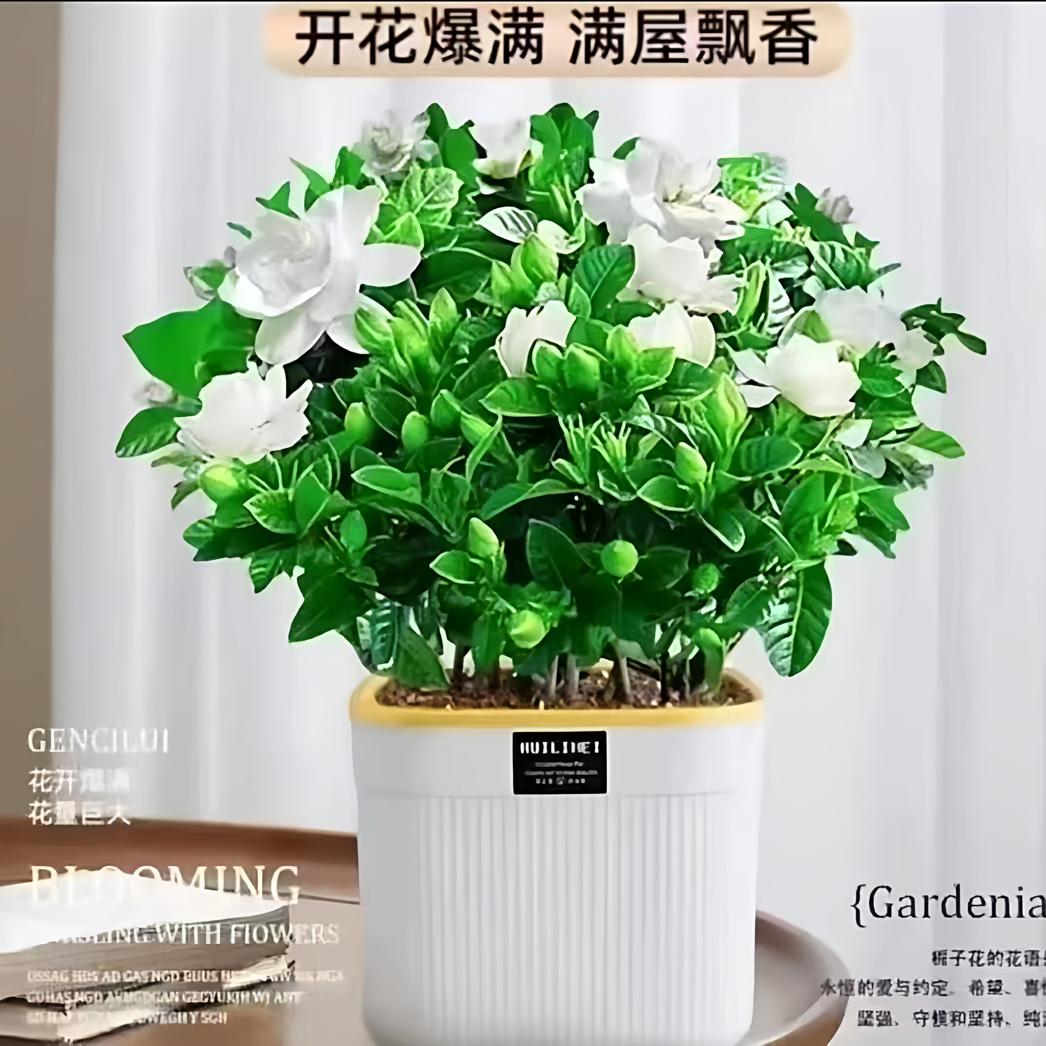 栀子花盆栽浓香型室内绿植净化空气四季开花植物花卉花苞好养阳台