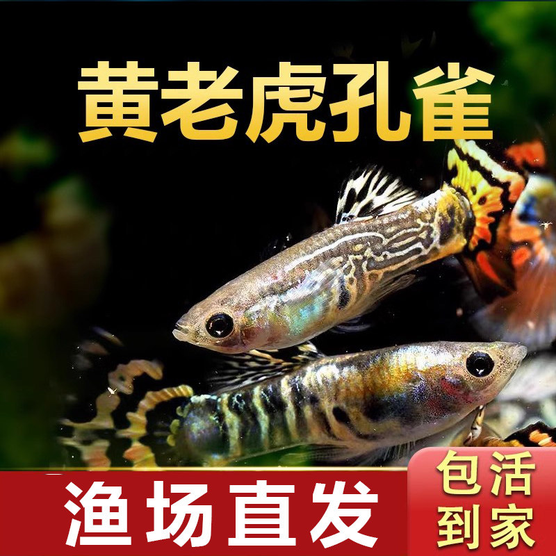 黄老虎孔雀鱼纯种凤尾观赏鱼斑马灯科鱼小型热带鱼活体淡水胎生鱼