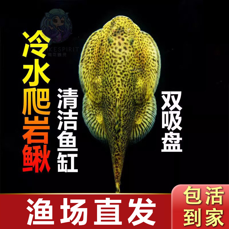 清道夫吸鳅琵琶鼠鱼常温水可养