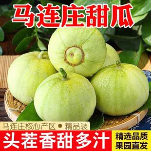 顺丰马连庄头茬甜瓜山东青岛莱西特产大果新鲜小香脆瓜水果玻璃翠