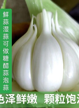 山东苍山四六瓣大蒜白皮鲜蒜新鲜