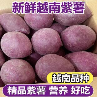 正宗越南小紫薯珍珠板栗紫薯特级新鲜低脂粉糯紫地瓜现挖沙地番薯
