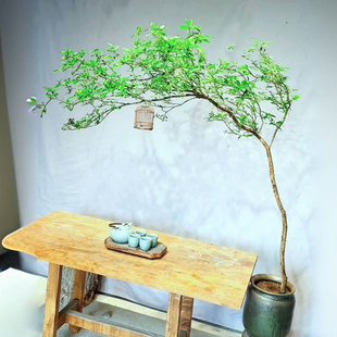 海岛栀子花海岛春花老桩办公室客厅茶室茶桌阳台专业造景简单易活