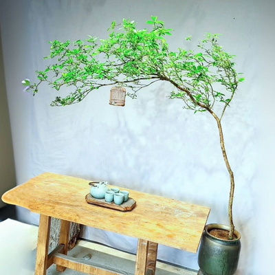 海岛栀子花海岛春花老桩办公室客厅茶室茶桌阳台专业造景简单易活