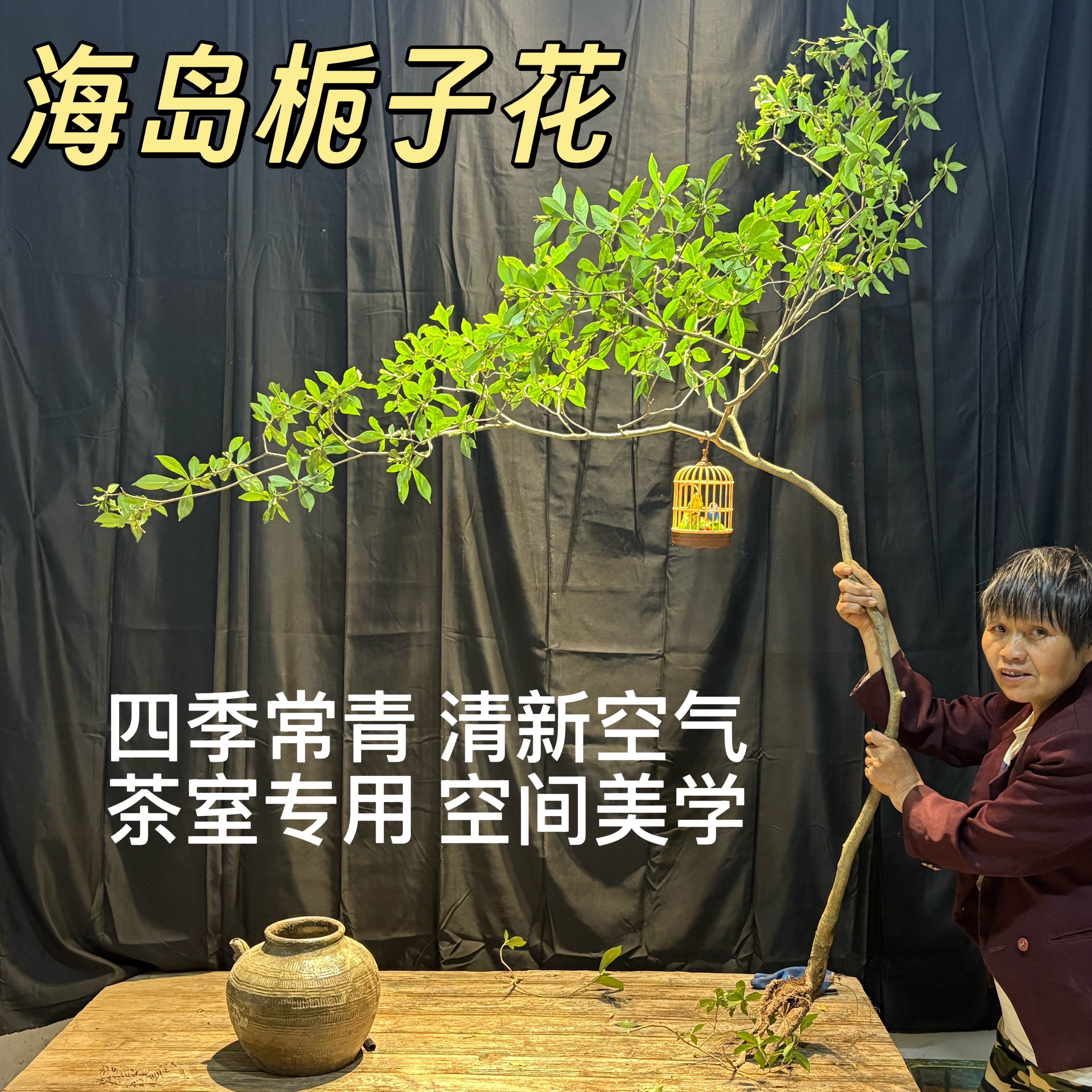 正宗海岛栀子花海岛春花老桩办公室客厅茶室茶桌阳台造景简单易活