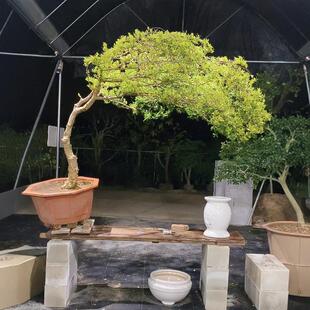 精品海岛栀子花春花专业盆景素材老桩茶室内客厅造景盆栽一物一拍