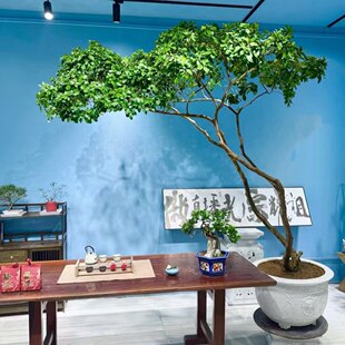 精品海岛栀子花海岛春花老桩网红办公室客厅茶室茶桌阳台造景易活