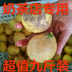 正宗安岳柠檬榨汁果丑果多汁奶茶店专用商用外表很丑内在美