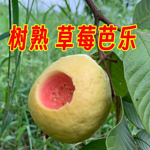 淡淡草莓小酸软而不烂