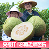 大果顺丰【珍珠芭乐】【脆甜】福建番石榴当季现摘陈老师芭乐5斤
