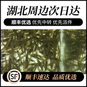 黑壳虾成体鱼缸除藻抱卵观赏虾活体虾大号黑壳虾顺丰虾粮