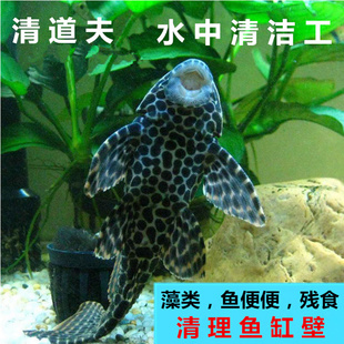 冷水清道夫鱼活体大型豹纹鱼缸壁清洁吃屎的鱼吃垃圾的鱼除藻青苔