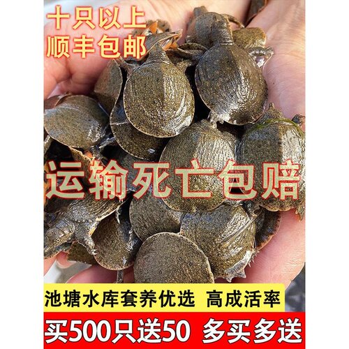 小甲鱼苗活体外塘养殖甲鱼团鱼苗水鱼王八苗中华鳖苗包活龙鱼饲料