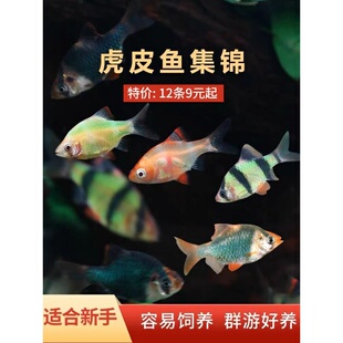 四间虎皮鱼新手好养耐活草缸群游鱼金虎蓝虎小型热带淡水观赏鱼苗