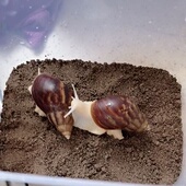 学生 白玉蜗牛 科学课蜗牛活体 蜗牛饲养土沙蜗牛饲养盒 蜗牛钙土