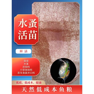 水蚤活体蚤种活苗鱼虫红虫水虱子鱼食卵饲料兰寿鱼苗幼苗开口活食