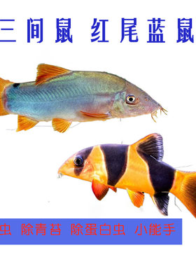 热带观赏鱼三间鼠鱼小丑泥鳅清缸工具小鱼活体红尾蓝鼠鱼苗底层鱼