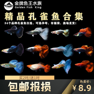 孔雀鱼高端精品纯种孕母临产观赏鱼活体小型热带鱼淡水好养活体大
