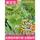 蚕宝宝学生养蚕套装 活物春蚕卵幼虫金丝蚕种七彩12龄新鲜桑叶喂蚕