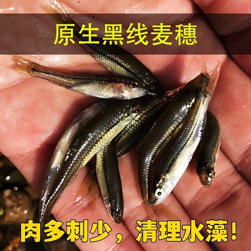 麦穗鱼鱼苗活体清理鱼缸藻类食物残渣冷水原生鱼鳑鲏鱼饲料鱼活鱼