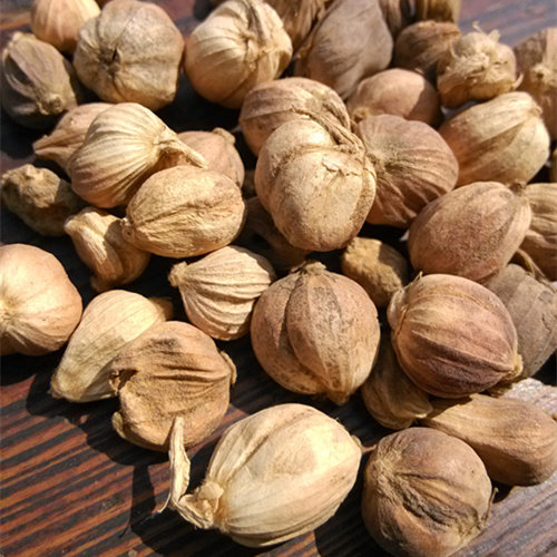 白寇仁50克中药材纯天然调味料香料无熏正品白扣白叩白豆蔻卤水料