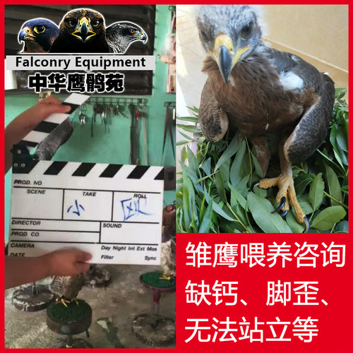 鹰具咨询服务猛禽雏鸟补钙营养