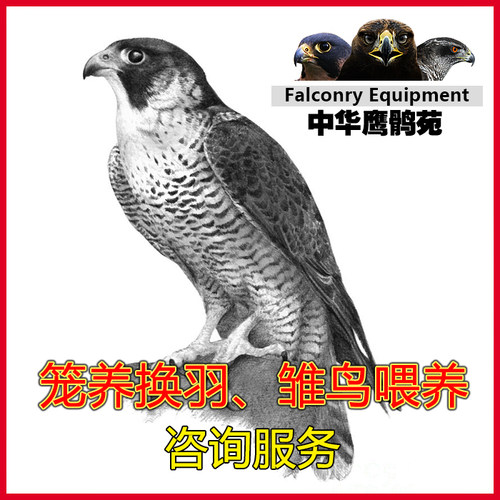 咨询笼养换毛补钙饲料鹰鹘苑