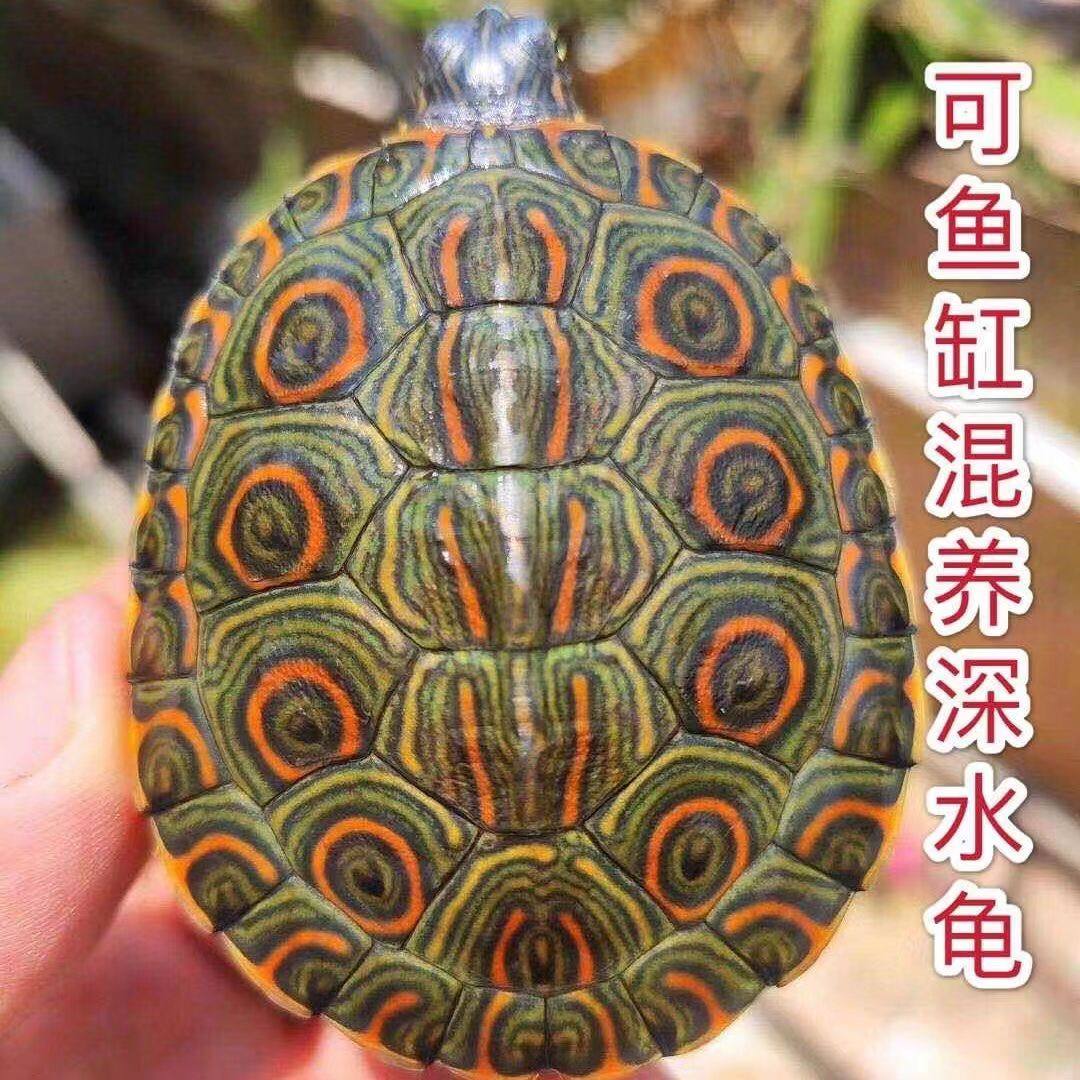 大河甜甜圈龟鱼缸混养活物乌龟深水龟小乌龟网红宠物观赏龟,宠物/宠物食品及用品,龟/鳖,淘宝优惠券,粉丝福利购,淘宝优惠卷