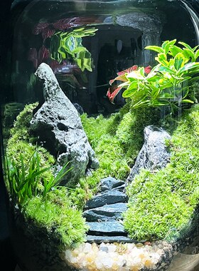 创意苔藓微景观摆件生态瓶办公室桌面生态缸绿植造景盆景代发微型