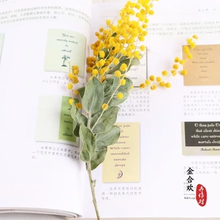 干花金合欢圣诞花真花干花花束ins情人节家居装饰森林系复古
