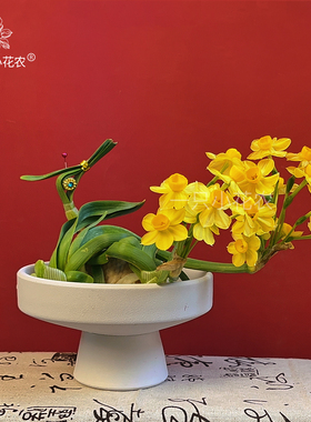 【金水仙】漳州黄金水仙花种球水培盆栽冬季春节年宵花农户自营