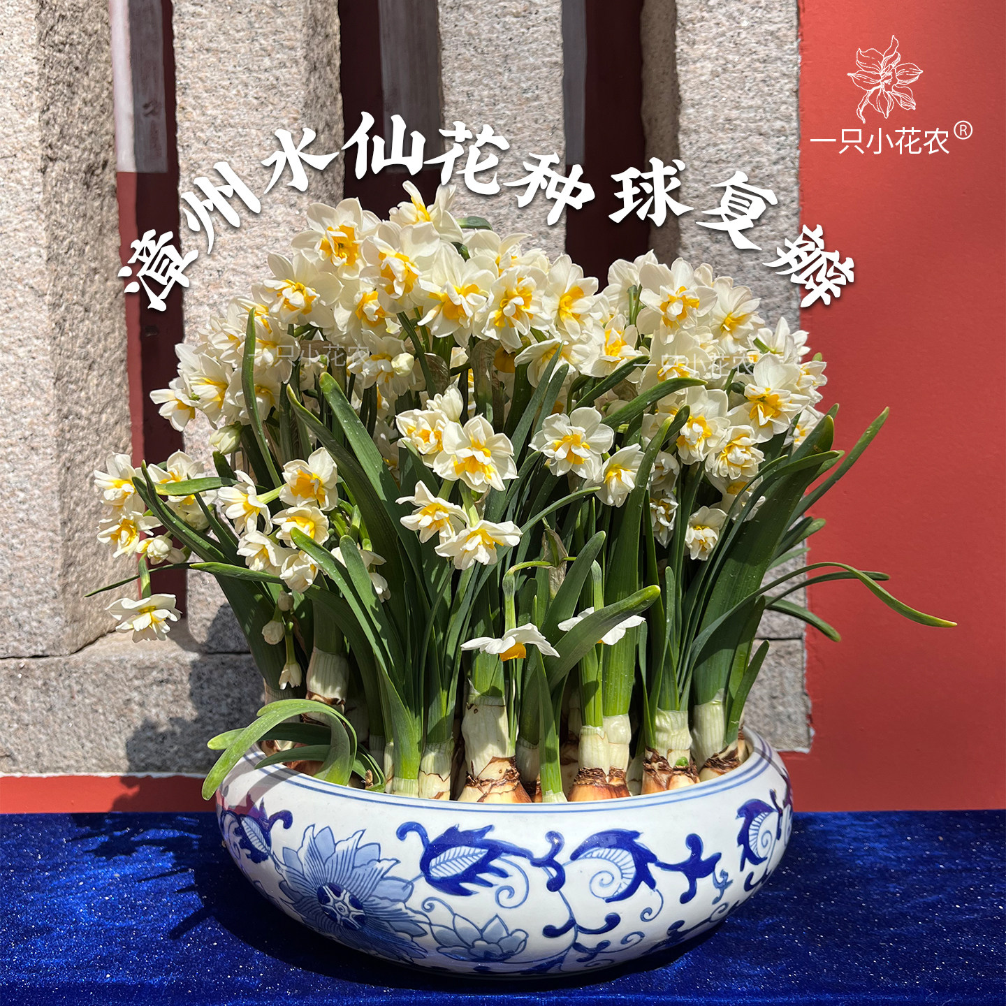 漳州水仙花种球水培盆栽水养室内易活重瓣复瓣冬季农户一只小花农