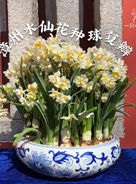 漳州水仙花种球水培盆栽水养室内易活重瓣复瓣冬季农户一只小花农