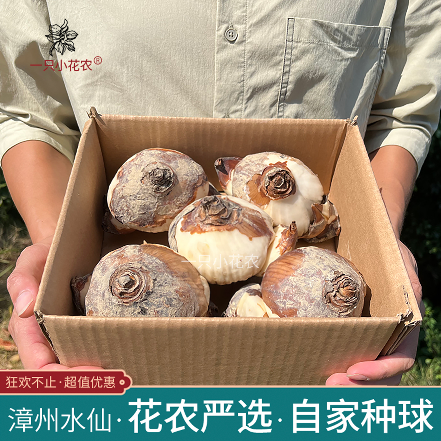 花农自卖严选漳州水仙花种球