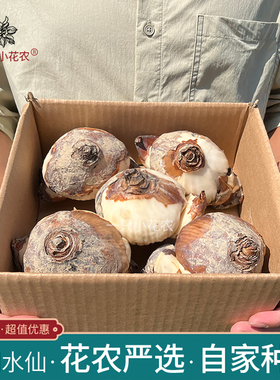 一只小花农严选漳州水仙花种球水培盆栽水养重瓣复瓣单瓣冬季农户