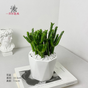 发财棍绿植盆栽办公室桌面懒人植物ins奶油风室内客厅北欧风摆件