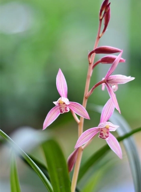 建兰市长红矮种兰花苗夏带花苞办公室阳台花卉盆栽先明艺草红色花