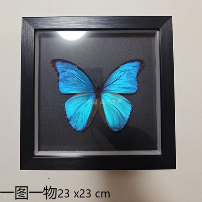 真蝴蝶标本昆虫标本物美价廉