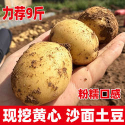 土豆甘肃定西马铃薯农家自种现挖现发沙面大洋芋蔬菜新鲜现挖土豆