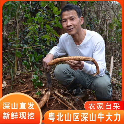 深山新鲜牛大力500g农家现挖现发大力薯根金钟根山莲藕大力牛整条 - 封面