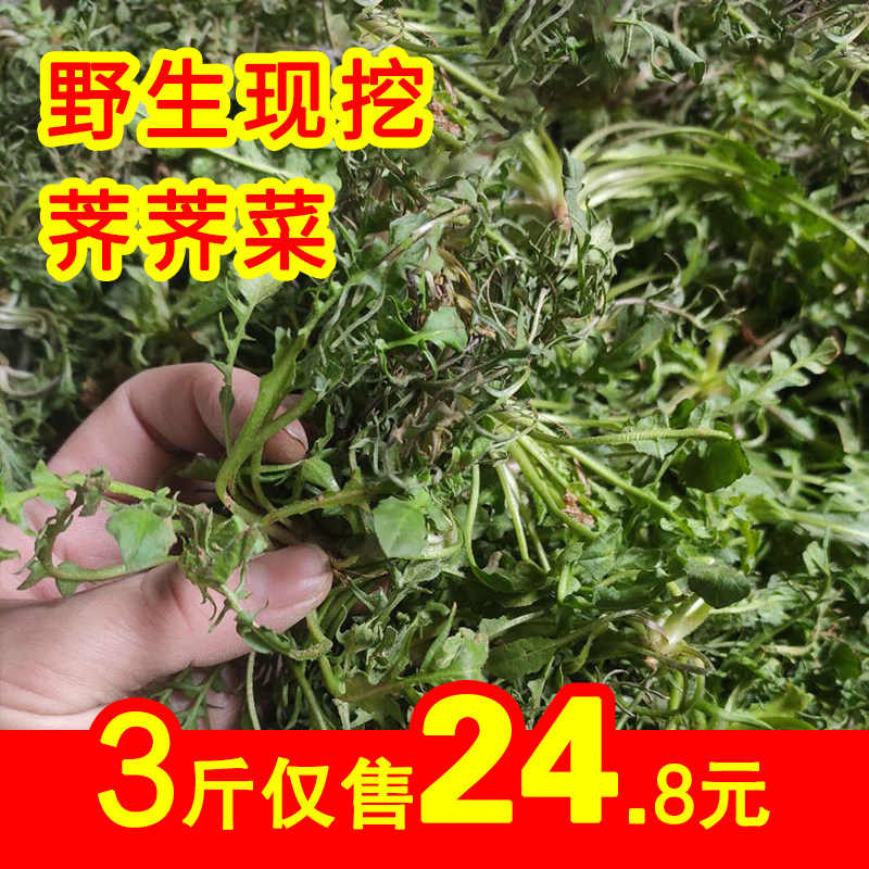 野生荠菜新鲜荠荠菜地丁菜北方当季野菜非冷冻现挖现发4斤包邮