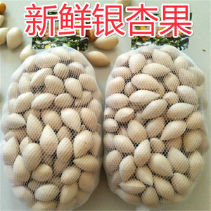 新鲜白果银杏带壳（保质保量）