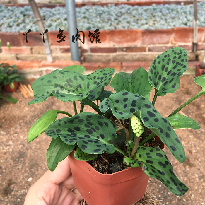 多肉植物油点百合 孔雀王 办公室桌面电脑防辐射绿植盆栽超萌肉肉