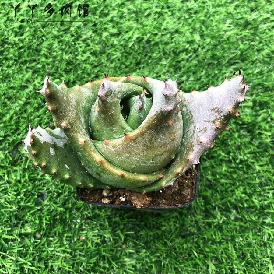 元宝多肉植物 金元宝芦荟稀有品种吉祥寓意 镇宅宝净化空气