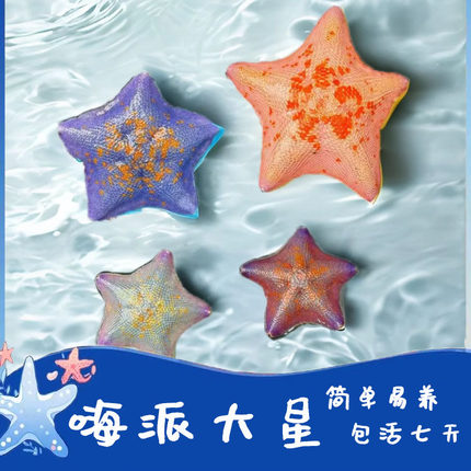 活体派大星海星饲养套餐宠物小景观桌面鱼缸造景海燕礼品装易养活
