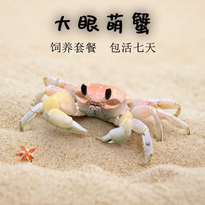 大眼萌蟹可爱水族观赏蟹宠物中华沙蟹螃蟹宠物寄居蟹雨刮器螃蟹