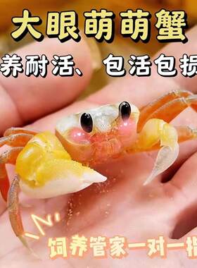 大眼萌蟹可爱水族观赏蟹宠物中华沙蟹螃蟹宠物寄居蟹雨刮器螃蟹