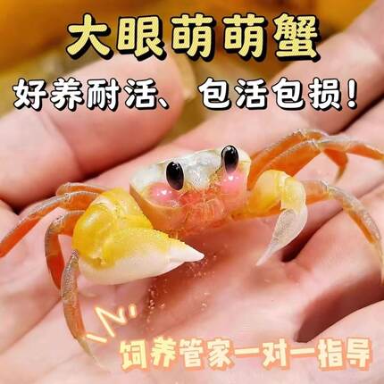 大眼萌蟹可爱水族观赏蟹宠物中华沙蟹螃蟹宠物寄居蟹雨刮器螃蟹