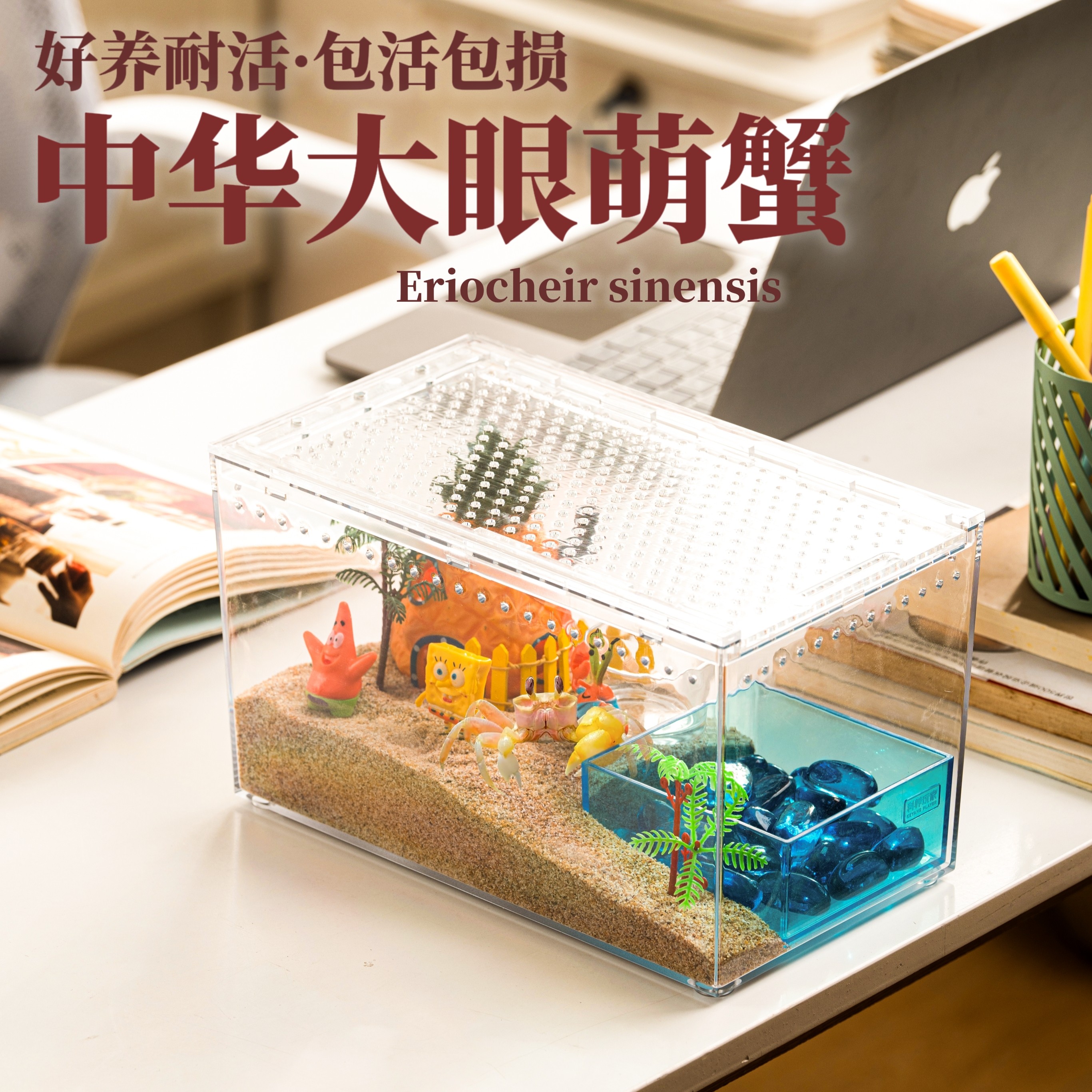 大眼萌蟹可爱水族观赏蟹宠物中华沙蟹螃蟹宠物寄居蟹雨刮器螃蟹