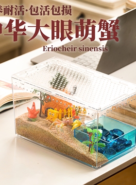 大眼萌蟹可爱水族观赏蟹宠物中华沙蟹螃蟹宠物寄居蟹雨刮器螃蟹